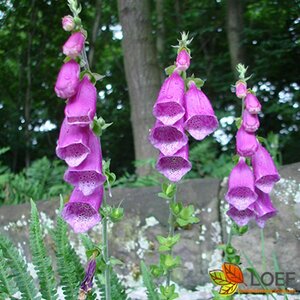 Digitalis purpurea 'Foxy Hybrids' P9