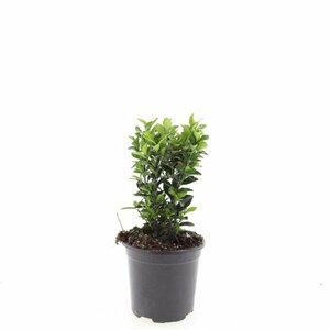 Euonymus japonicus 'Green Spire' - afbeelding 7