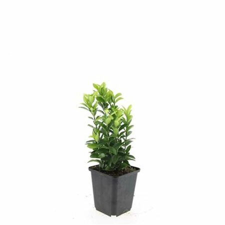 Euonymus japonicus 'Green Spire' - afbeelding 12