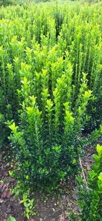 Euonymus japonicus 'Green Spire' - afbeelding 13