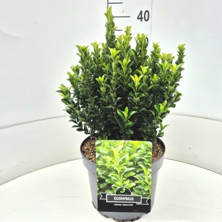 Euonymus japonicus 'Green Spire' - afbeelding 3