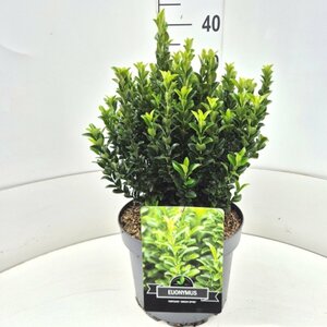 Euonymus japonicus 'Green Spire' - afbeelding 3