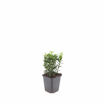 Euonymus japonicus 'Green Spire' - afbeelding 4
