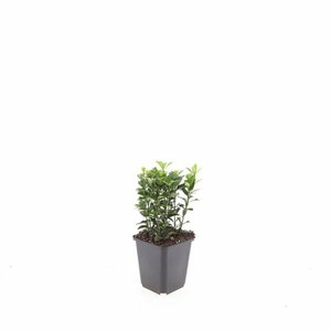 Euonymus japonicus 'Green Spire' - afbeelding 4