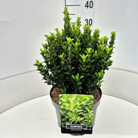 Euonymus japonicus 'Green Spire' - afbeelding 2