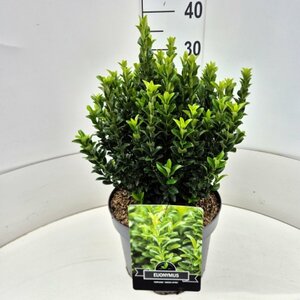 Euonymus japonicus 'Green Spire' - afbeelding 2