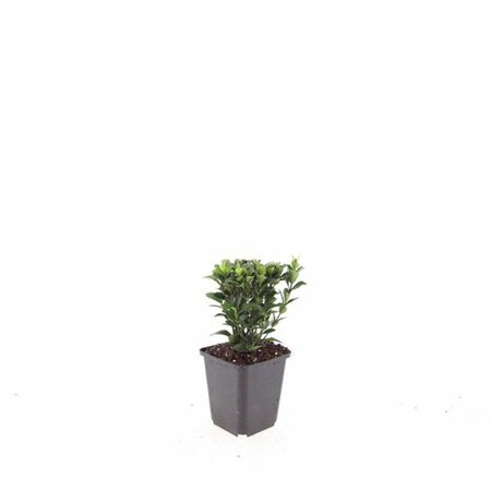 Euonymus japonicus 'Green Spire' - afbeelding 5