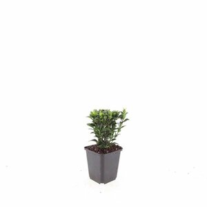 Euonymus japonicus 'Green Spire' - afbeelding 5