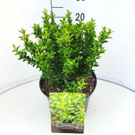 Euonymus japonicus 'Green Spire' - afbeelding 15