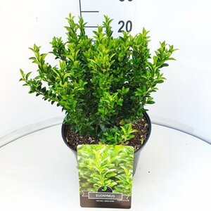 Euonymus japonicus 'Green Spire' - afbeelding 15
