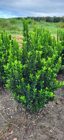 Euonymus japonicus 'Green Spire' - afbeelding 14