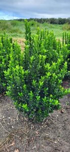 Euonymus japonicus 'Green Spire' - afbeelding 14
