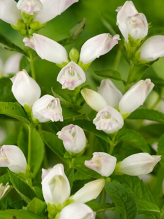 Chelone obliqua 'Alba' P9 - afbeelding 3