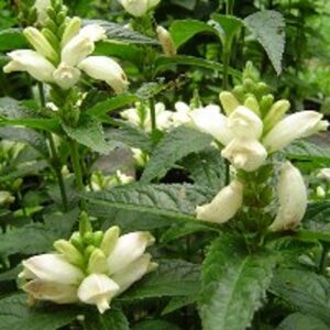 Chelone obliqua 'Alba' P9 - afbeelding 4