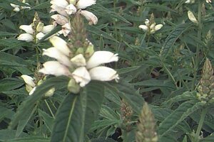 Chelone obliqua 'Alba' P9
