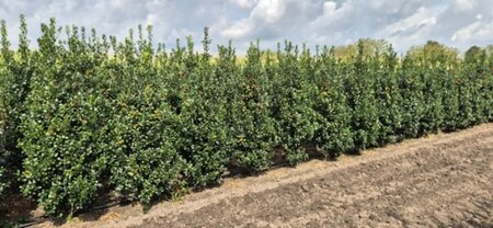 Ilex meserveae 'Heckenfee' - afbeelding 4