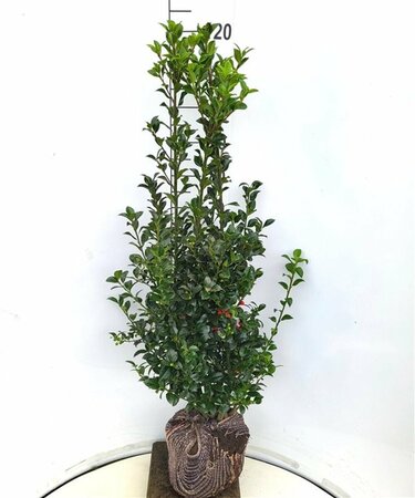 Ilex meserveae 'Heckenfee' - afbeelding 3