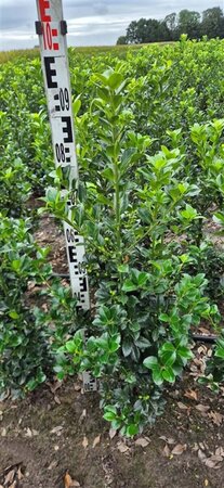 Ilex meserveae 'Heckenfee' - afbeelding 2