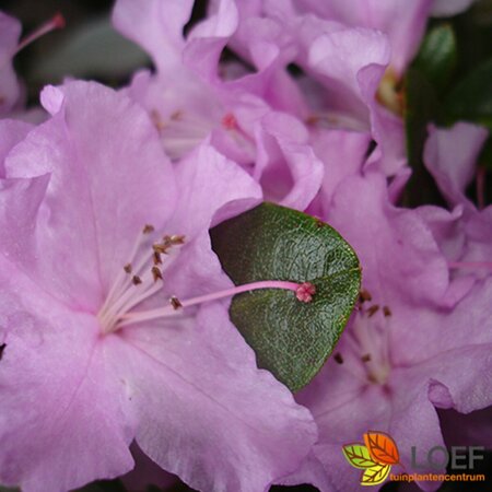 Rhododendron 'Praecox' - afbeelding 1