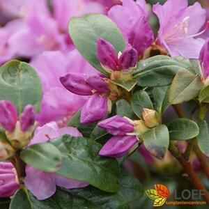 Rhododendron 'Praecox' - afbeelding 2