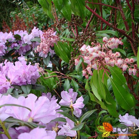 Rhododendron 'Praecox' - afbeelding 3