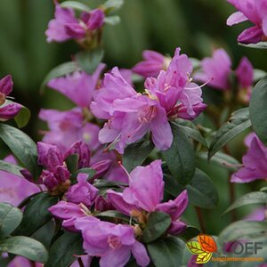 Rhododendron 'Praecox' - afbeelding 4
