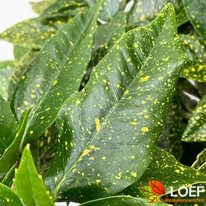 Aucuba japonica 'Variegata' 60/80 C.