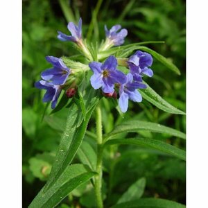 Buglossoides purpurocaerulea P9 - afbeelding 2