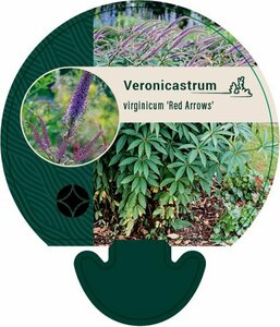 Veronicastrum virginicum 'Red Arrows' P9 - afbeelding 1