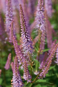 Veronicastrum virginicum 'Red Arrows' P9 - afbeelding 2