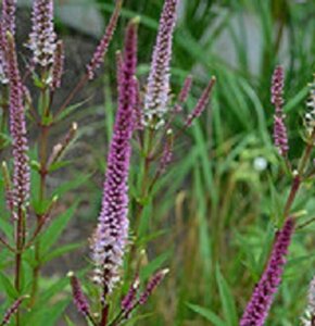 Veronicastrum virginicum 'Red Arrows' P9 - afbeelding 3