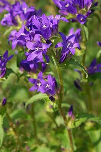 Campanula trachelium P9 - afbeelding 4
