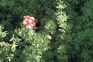 Potentilla fruticosa 'Red Ace' C1.5