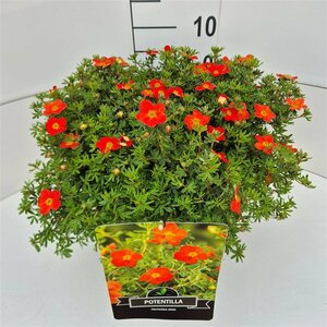 Potentilla fruticosa 'Red Ace' C1.5 - afbeelding 7