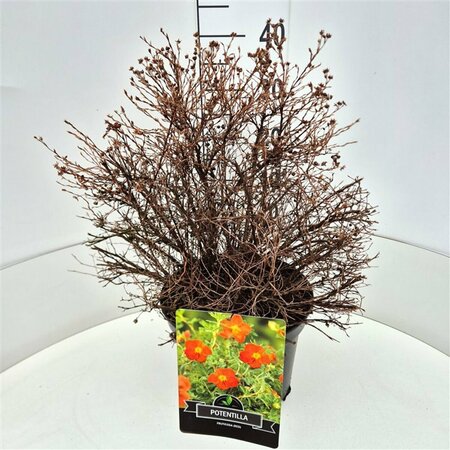 Potentilla fruticosa 'Red Ace' C1.5 - afbeelding 8