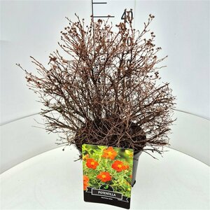 Potentilla fruticosa 'Red Ace' C1.5 - afbeelding 8