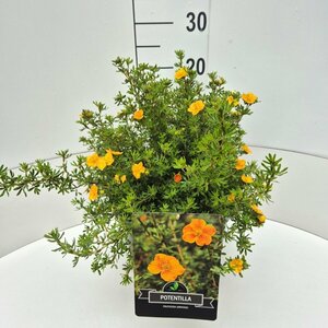 Potentilla fruticosa 'Red Ace' C1.5 - afbeelding 9