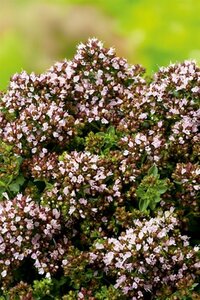 Origanum vulgare 'Compactum' P9 - afbeelding 2