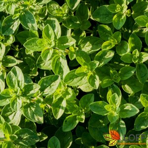 Origanum vulgare 'Compactum' P9