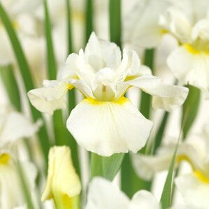 Iris germanica 'White Knight' P9