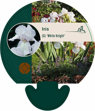 Iris germanica 'White Knight' P9 - afbeelding 4