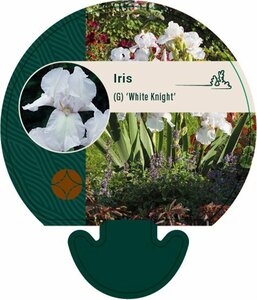 Iris germanica 'White Knight' P9 - afbeelding 4