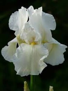 Iris germanica 'White Knight' P9 - afbeelding 2