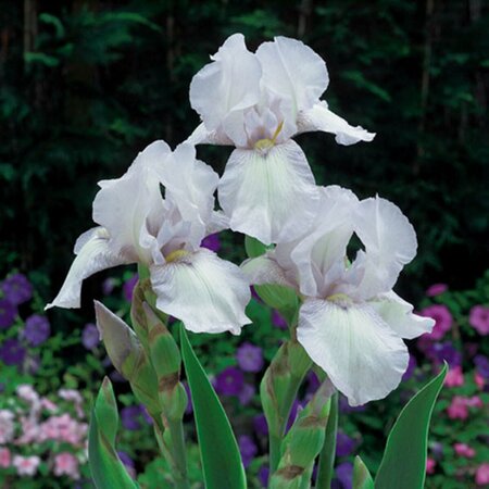 Iris germanica 'White Knight' P9 - afbeelding 3