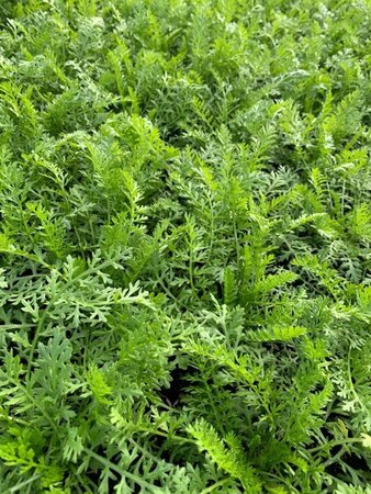 Achillea millefolium P9 - afbeelding 4