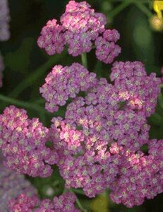 Achillea millefolium P9 - afbeelding 2