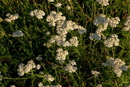 Achillea millefolium P9 - afbeelding 1