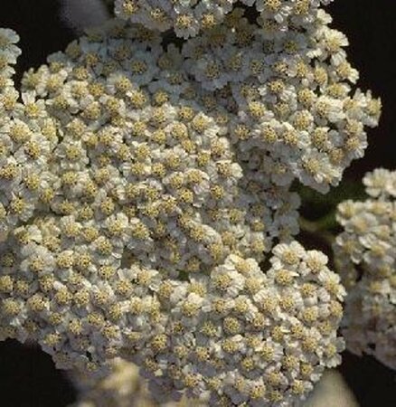 Achillea millefolium P9 - afbeelding 4