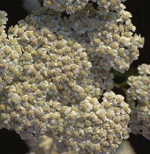 Achillea millefolium P9 - afbeelding 4