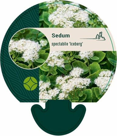 Sedum spectabile 'Iceberg' P9 - afbeelding 1